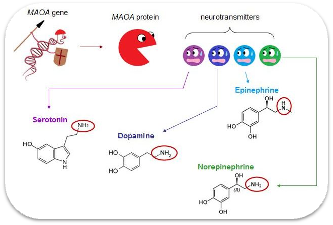 <ul><li><p>low activity variant associated w/ increased aggression, some link to psychopathy</p></li><li><p>linked to X chromosome</p></li><li><p>produces protein MAOA which breaks down excess neurotransmitters including dopamine and serotonin</p></li><li><p>excess neurotransmitters → increased propensity for aggression</p></li><li><p>MAOA-l → reduced activity of MAOA enzyme/protein → higher levels of dopamine, serotonin, noradrenaline → higher aggression</p></li></ul><p><br></p><p></p>