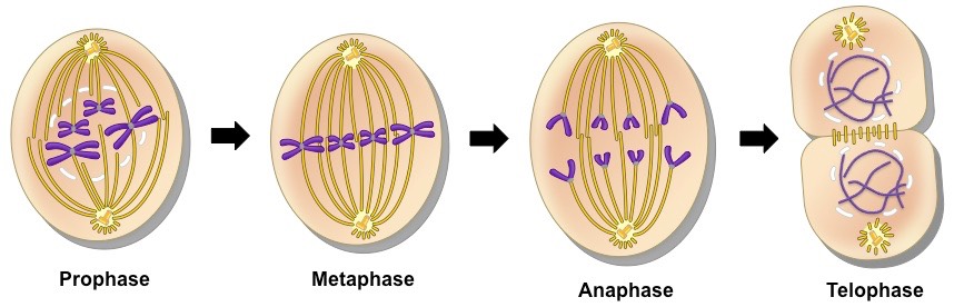 <ul><li><p>Prophase</p></li><li><p>Metaphase</p></li><li><p>Anaphase</p></li><li><p>Telophase</p></li></ul>