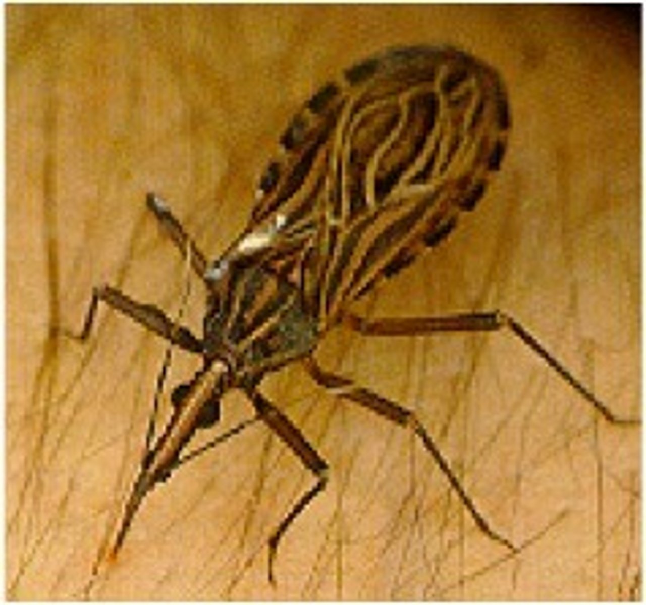<p>(Subfamily triatominae)</p><p>- Nocturnal</p><p>- Use heat and odor to locate hosts</p><p>- Transmits Chagas disease (disease is caused by parasite Trypanosoma cruzi)</p><p>- transferred thru fecal pellets</p>