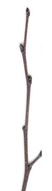 <p><span><strong>Letorosty tenké, lysé</strong></span></p><p><span><strong>Případně s bradavičkami</strong></span></p>