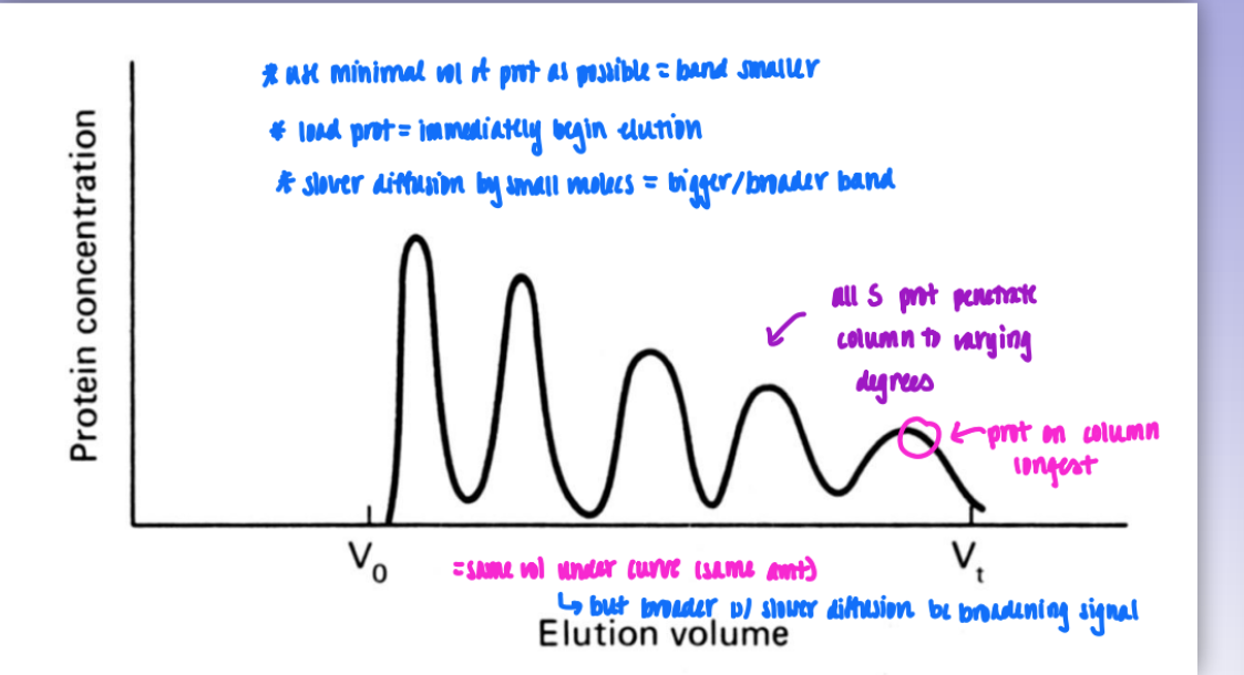 <ul><li><p>as prot size decreases = elutes slower = on coulmn for longer = last peak</p></li><li><p>small molecs = broader band = slower &amp; greater diffusion</p></li><li><p>but same vol so area under curve of each peak = same</p></li></ul><p></p>