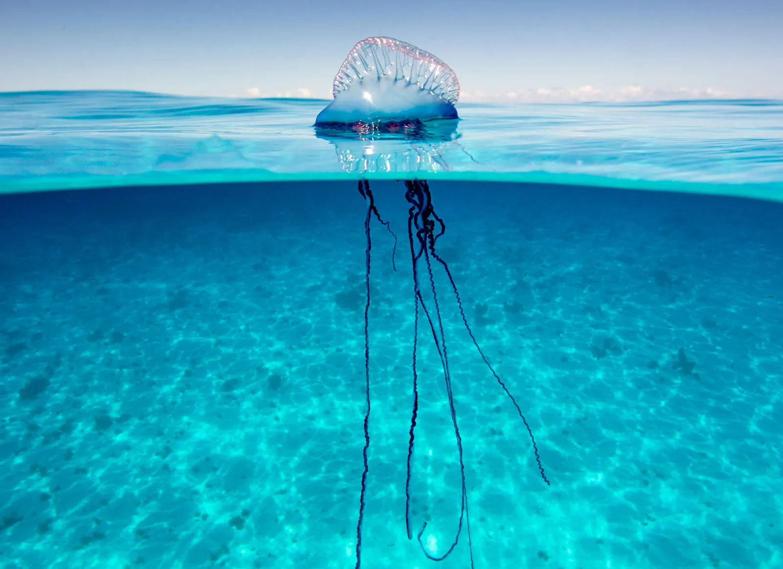 <p>What phylum and class is this a member of?</p>