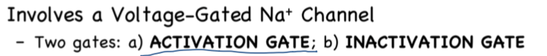 <p>False, it has two gates: activation gate and inactivation gate</p>