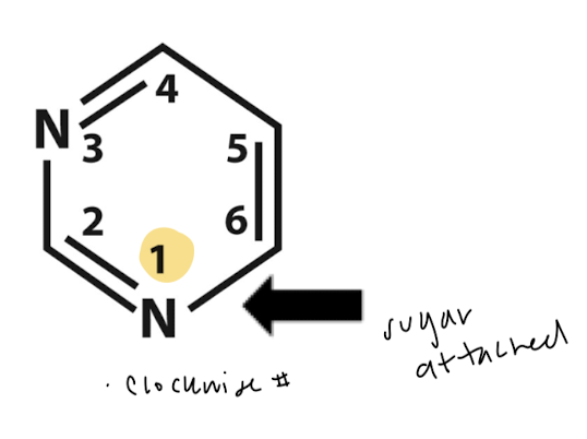 <p>number C1-6. Sugar attached at C1</p>
