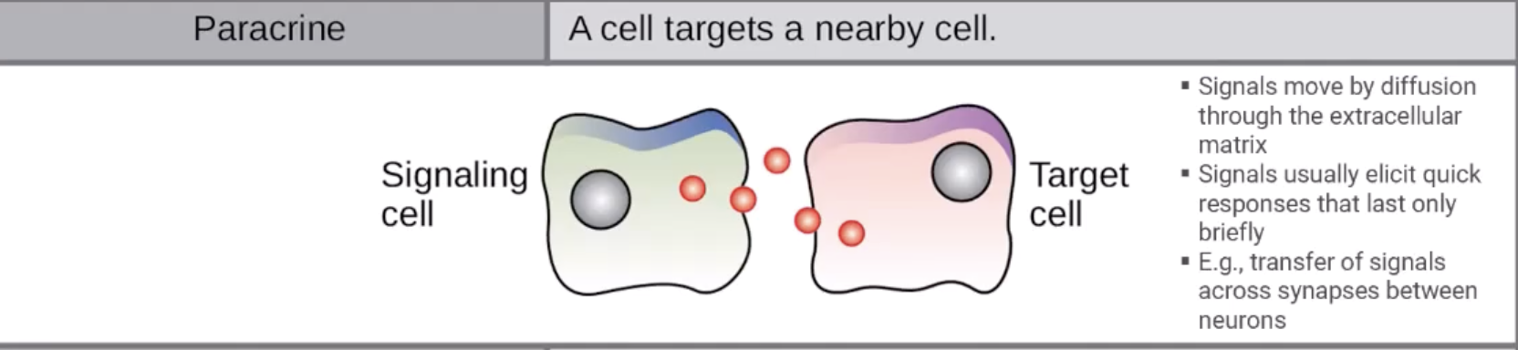 <p>Signalling where cells communicate with nearby cells. Faster but shorter response.</p><ul><li><p>Neurons communicating across synapses</p></li></ul><p></p>