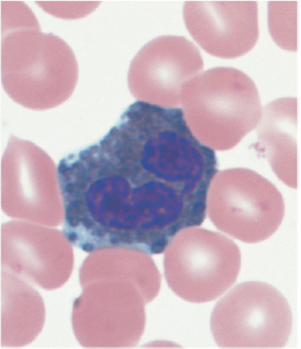 <p><span><span>bumpy </span></span></p><p><span><span>Dark granules- cannot see the nucleus</span></span><br><span><span>least abundant</span></span><br><span><span>allergic reactions</span></span></p>