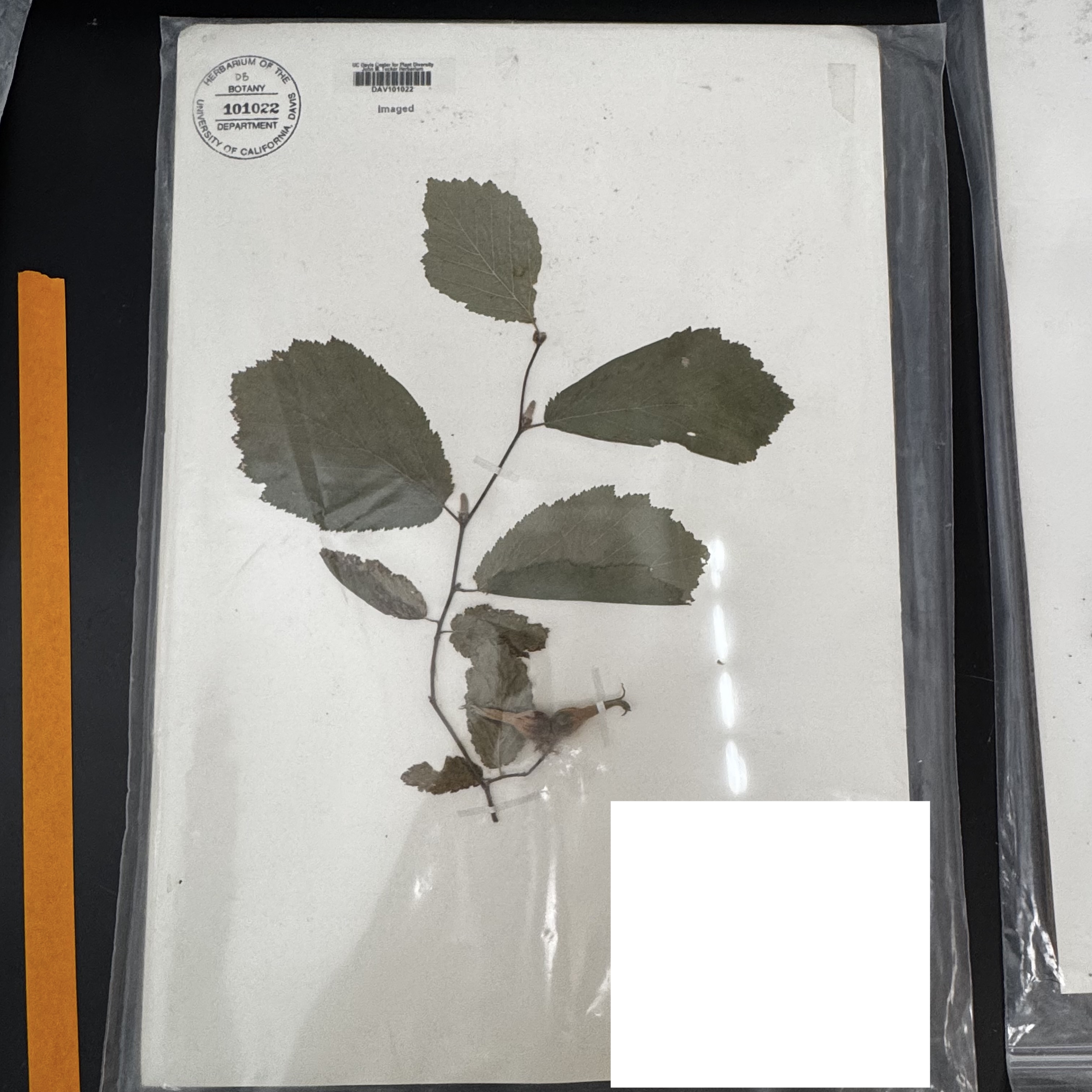 <p>What order, family, and genus?</p>