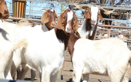 <p>Goat </p>