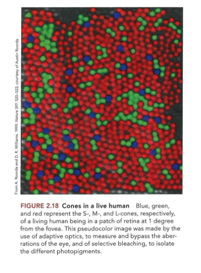 <ul><li><p>de 3 fotopigmenten zijn niet gelijkmatig verdeeld over de kegeltjes</p><ul><li><p>kegeltjes gevoelig aan korte golflengten (S-kegeltjes): 5-10% van totale kegeltjespopulatie</p></li><li><p>meer kegeltjes gevoelig voor lange golflengten (L-kegeltjes) dan kegeltjes die gevoelig zijn voor middellange golflengten (M-kegeltjes)</p><ul><li><p>gemiddeld ± 2x zoveel L-kegeltjes als M-kegeltjes</p></li><li><p>MAAR: verhouding tussen L- &amp; M-kegeltjes varieert enorm tussen individuen</p></li></ul></li></ul></li></ul><p></p>