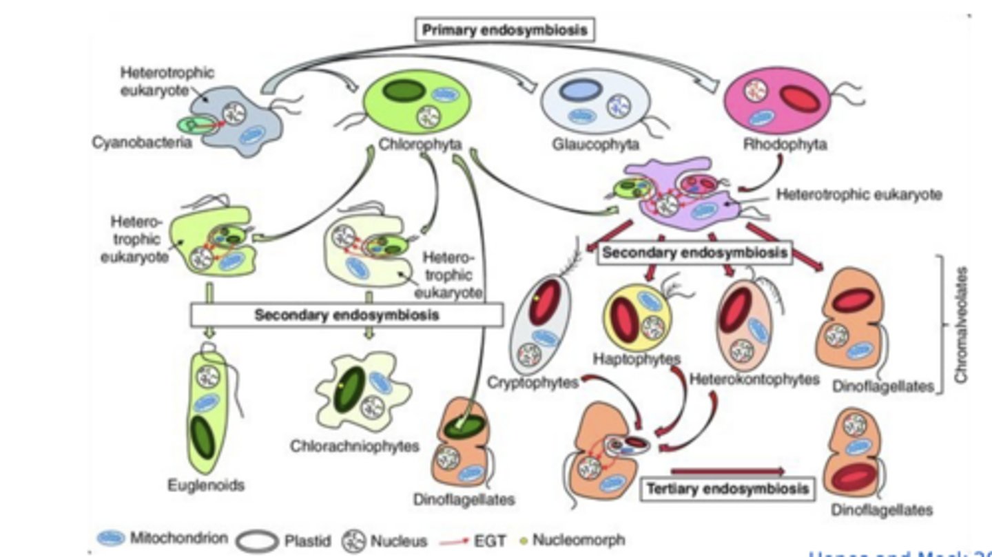 <p>primary endosymbiosis, secondary endosymbiosis, and tertiary endosymbiosis</p>