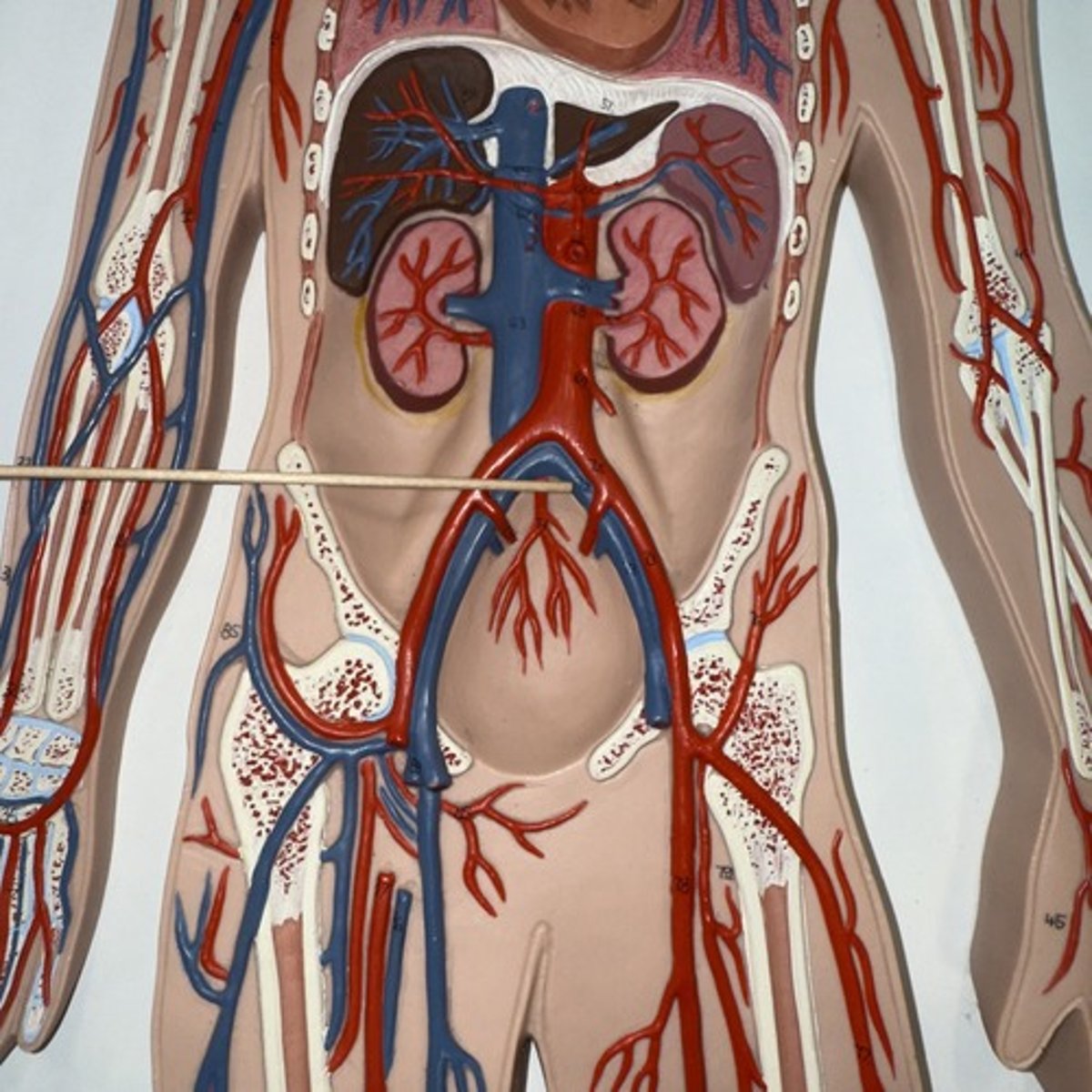 <p>Identify the structure.</p>