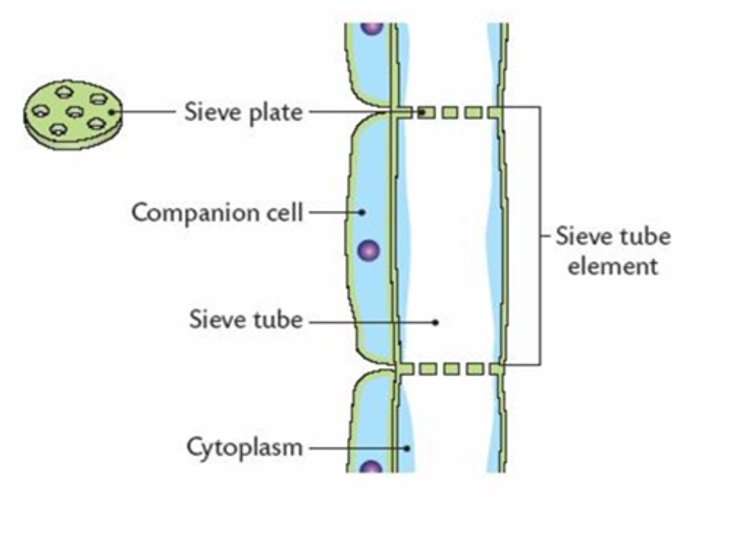 <p>● Sieve tube elements= form a tube to transport sucrose in the dissolved form of sap.</p><p>● Companion cells= involved in ATP production for active loading of sucrose into sieve tubes.</p><p>● Plasmodesmata= gaps between cell walls where the cytoplasm links, allowing substances to flow.</p>