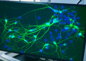 <p>What type of cell is this?</p>