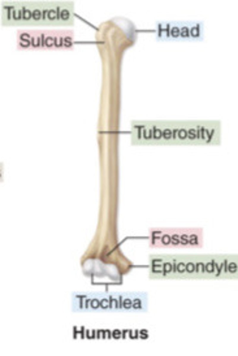 <p>1. Head</p><p>2. Greater tubercle (next slide)</p><p>3. Less tubercle (next slide)</p><p>4. Capitulum (slide 33)</p><p>5. Trochlea</p><p>6. Coronoid fossa (slide 34)</p><p>7. Olecranon fossa (slide 34)</p><p>8. Medial/lateral epicondyle (slide 35)</p>