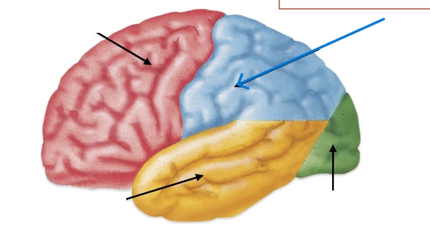 <p>Which part of the cerebrum is:</p><ul><li><p>In between frontal and occipital</p></li></ul><p></p>