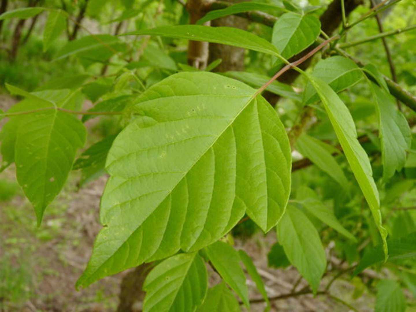 <p>ID Key: Light Gray Bark, compound ash-like leaves, red/ green stem understory</p>