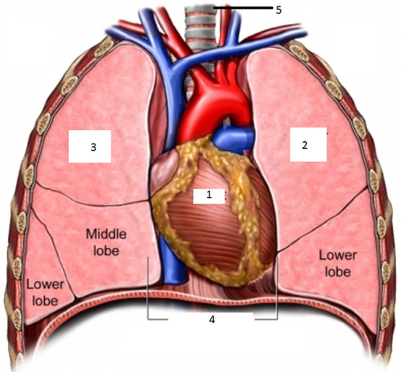 <p>two pleural cavities and a mediastinum surrounded by thoracic body wall muscles and the rib cage</p>