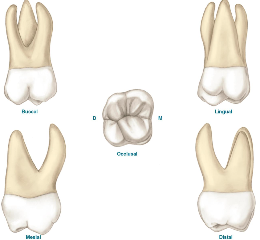 <p>What is this tooth ?</p>
