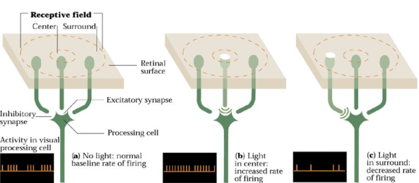 <p>Fires when light is presented to a small circular area in a specific location of the retina</p>