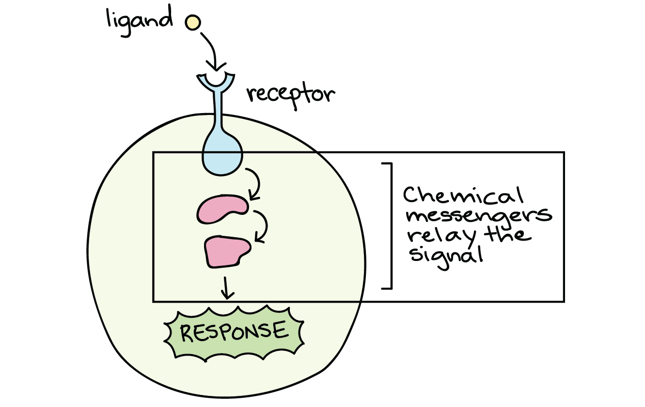 <p>What relays signals inside a cell (in a chain of molecules)?</p>