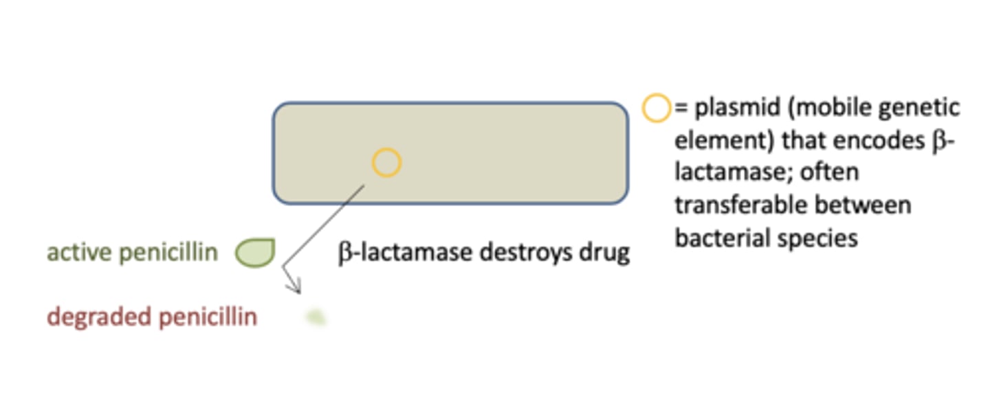 <p>bacteria continue to grow in the presence of the penicillin, i.e. they are resistant to the drug</p>
