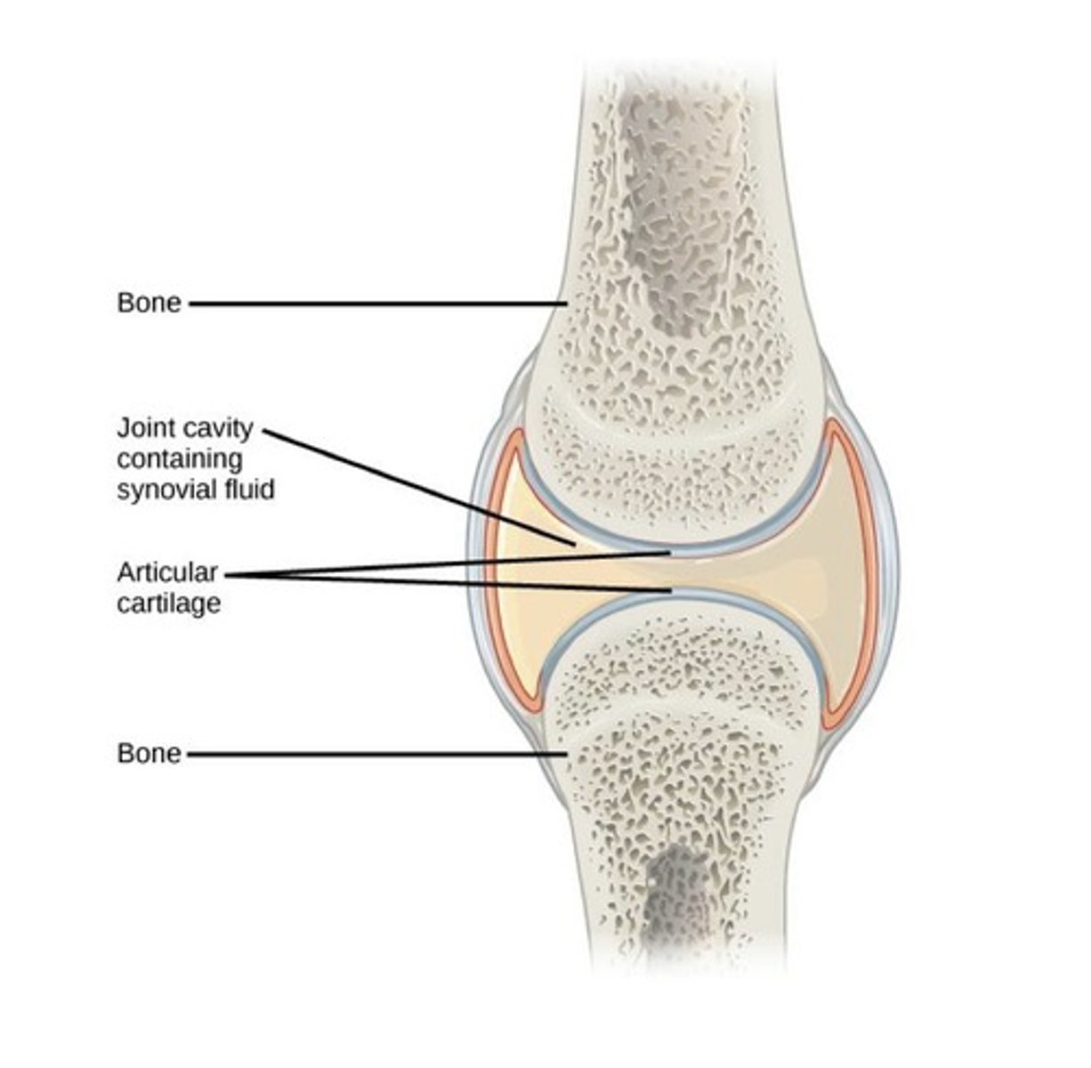 <p>freely movable joint</p>