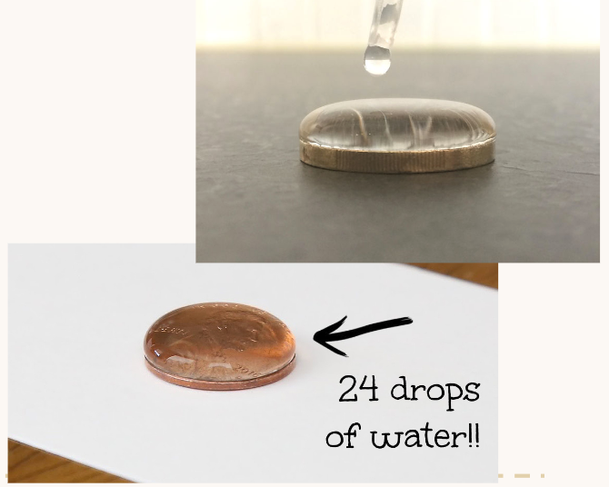 <p><span style="font-family: "Open Sans", sans-serif;"><span>Water cohesion also creates an effect called </span><strong><em><span>surface tension, </span></em></strong><span>which is a force that holds the molecules of a liquid together at its surface.&nbsp;</span></span></p><p><span style="font-family: "Open Sans", sans-serif;"><span>Surface tension can be thought of as a “skin” that surrounds a cluster of water, such as droplets of water accumulating on a coin.&nbsp;</span></span></p><p><span style="font-family: "Open Sans", sans-serif;"><span>Animals such as the water strider (an insect) and the water spider (an arachnid) are able to stay on the surface of water.</span></span></p>