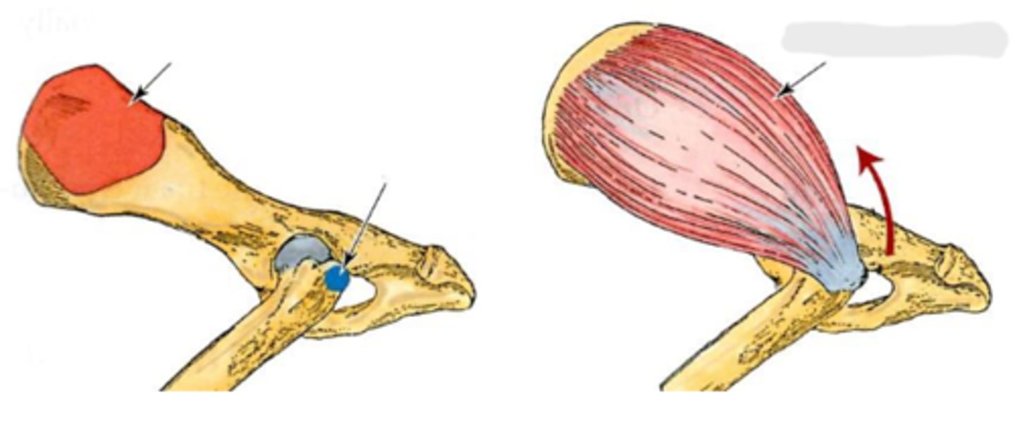 <p>Action of middle gluteal</p>
