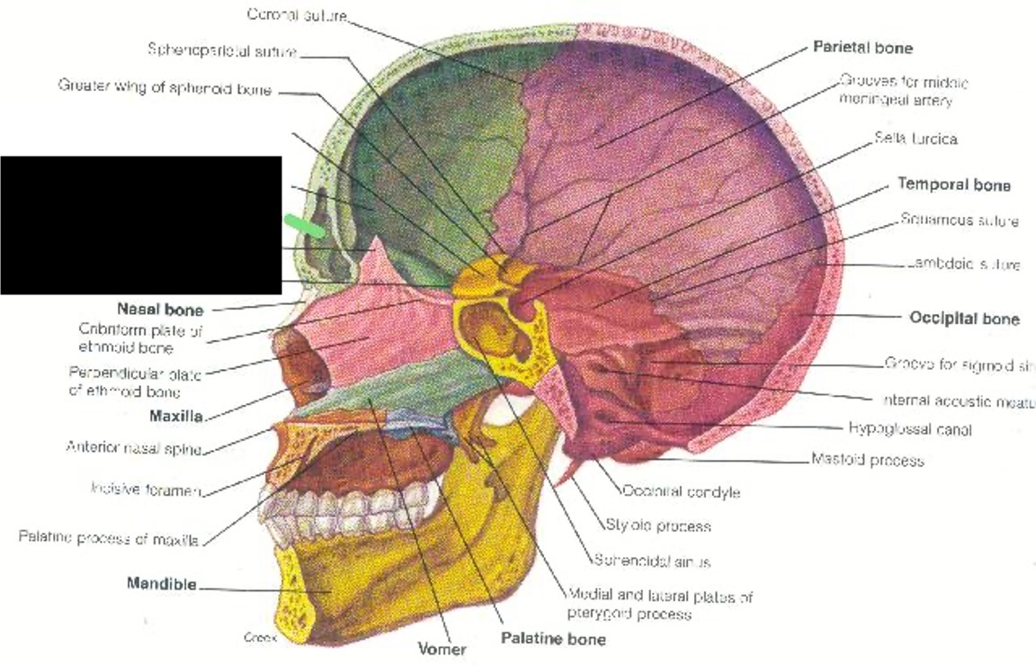 <p>lower forehead, above the nose, in between eyebrows. (you cannot see on the skull)</p>