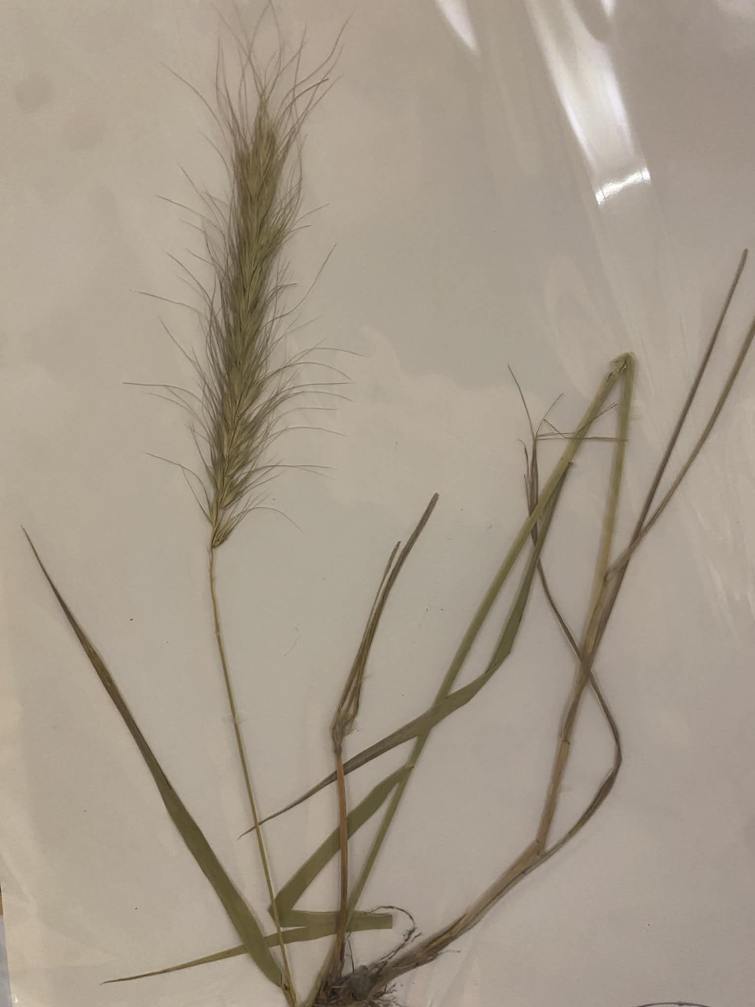 <p>Triticeae, P, N, Elymus canadensis, Canada Wildrye</p>