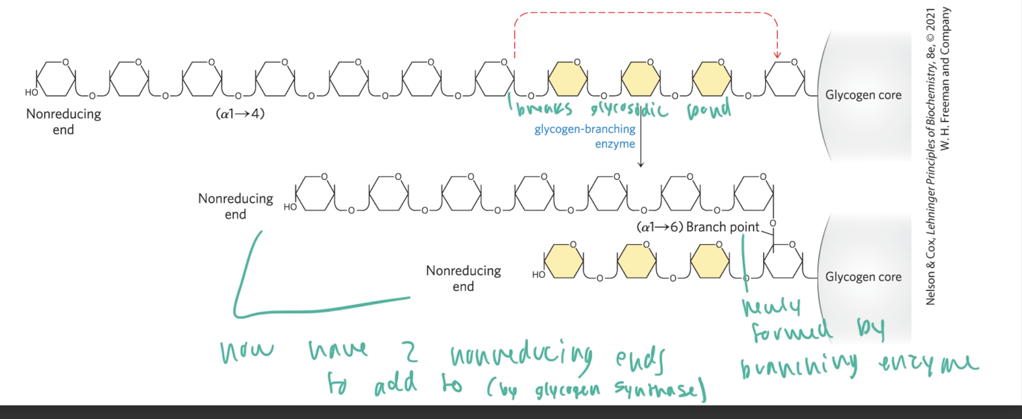 <ul><li><p>branching enzyme removes 6-7 terminal glucose molecules from the nonreducing end by breaking their glycosidic bonds (once there are at least 11 in the total chain) and moves them to a new section to form a new branch</p></li><li><p>creates alpha (1,6) linkages at branch points at newly formed branches</p></li><li><p>so now you have 2 chains instead of one, so even more glucoses and branches can be added by glycogen synthase and branching enzyme working together</p></li></ul><p></p>