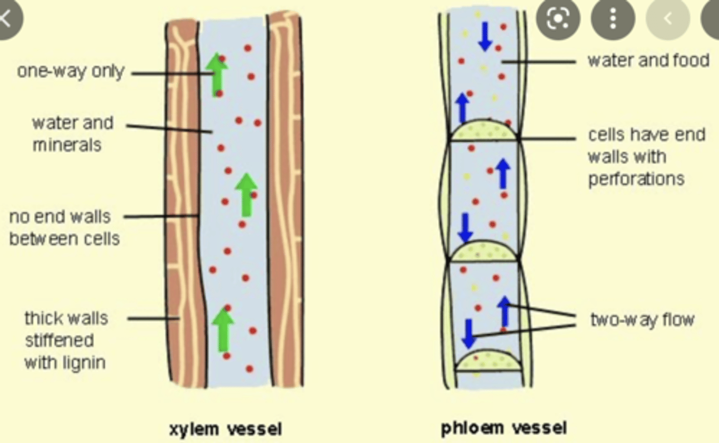 <p>1. Xylem vessel is lignified, phloem is not</p><p>2. Xylem is non living</p>