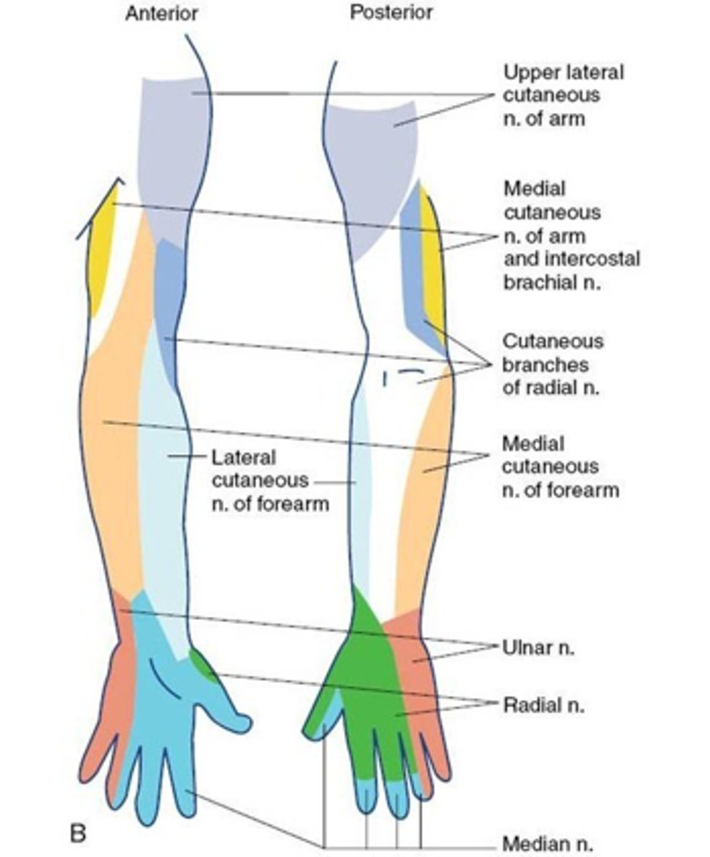 <p>Area of skin the peripheral nerve innervates - nerve fibers form several spinal roots</p>