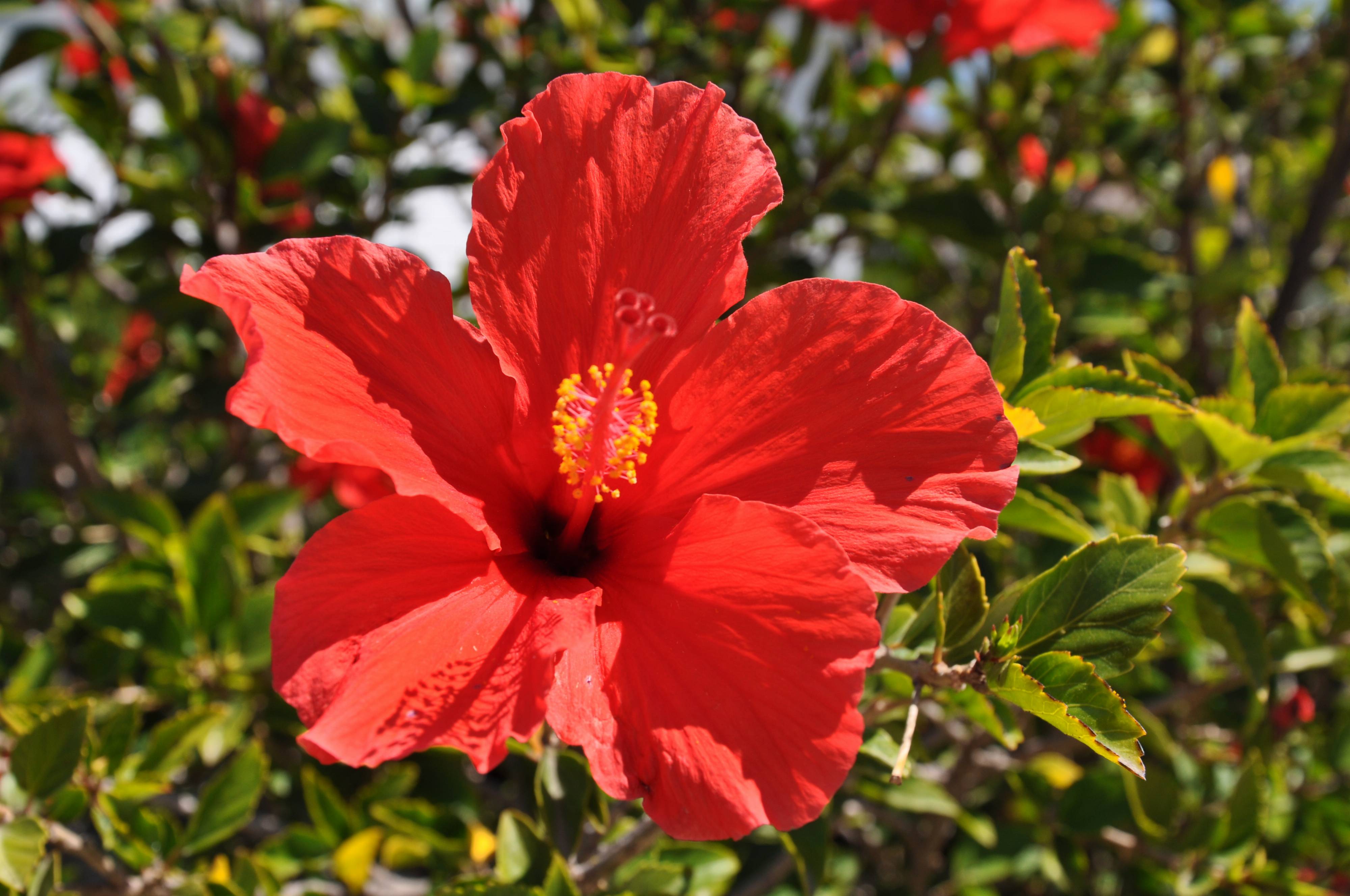 <p>A glossy-leaved tropical shrub with large, showy flowers in vivid colors.</p><p>-annual</p><ul><li><p>good in containers</p></li><li><p>can get leggy, so trim</p></li></ul><p></p>