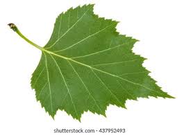 <p>Betulaceae</p>