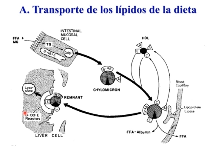 <p>Diferentes grasas que ingresa por la dieta llegan al estomago, vesiculas biliar secreta sales biliares, forma micelas, los lipidos de la dieta son emulsificados. Accion de lalipasa pancreatica, tracilgliceridolipasa que permiten que los acidos grasos sean absorbidos a nivel del enterocito, en la mucosa intestinal presente la Apo CII (dentro de la mucosa).</p><div data-type="horizontalRule"><hr></div><p></p><p>Absorbidos x el enterocito liberan el quilomicron naciente, madura y tranporta a los AG hacia el tejido adiposo o lo que lo utilizan como fuente de energia.</p><p>AG en su forma libre o de MAG , x digestion y  absorcion en el intestino son re-esterificados y forman TG. Junto con Apo48 sale a la circulacion como quilomicron naciente.</p><p>Componente apoproteico para ser un quilomicron maduro, interaccion con la HDL, cede con Apo CII y Apo II, genera el quilomicron maduro, se da por las proteinas transferidoras de ester de colesterol entre ambas lipoproteinas.</p><p>Una vez que tiene la Apo CII, se une al endotelio y es sustrato de la protein lipasa absorbe hidrolizando TG y difunden hacia los tejidos que lo utilizan como energía.</p><p>Se genera una particula llamado quilomicron remanente, con Apo B48, Apo C y Apo E (adquirida de la HDL), le permite que a nivel del higado, se de un proceso de endocitosis. </p>