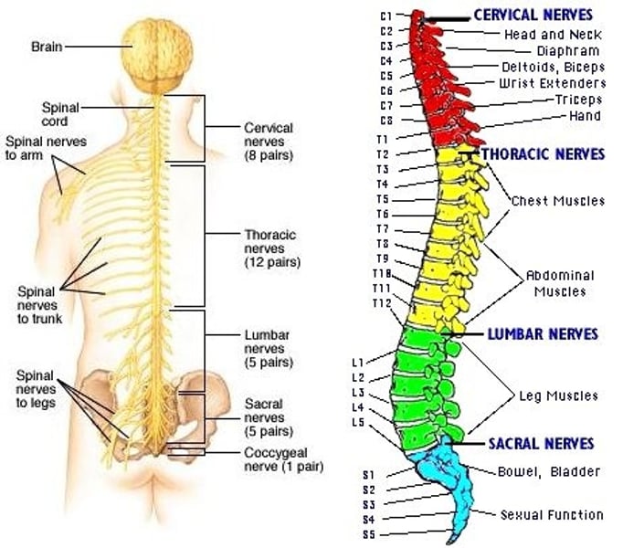 <p>-8 cervial nerves</p><p>-12 thoracic nerves</p><p>-5 lumbar nerves</p><p>-5 sacral nerves</p><p>-1 coccygeal nerve</p>