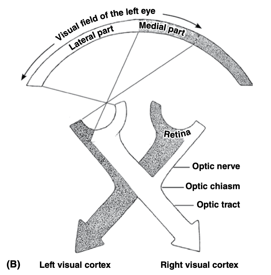 <p>In predatory animals, the degree of crossover of visual information from the eyes to the lateral geniculate nucleus is LESS than prey animals:</p><ul><li><p>Humans: 50%</p></li><li><p>Cats: 65% </p></li><li><p>Dogs: 57%</p></li><li><p>Horse: 80%</p></li><li><p>Birds and fish: 100%</p></li></ul><p></p><p>Is INVERSELY correlated to the size of the binocular visual field </p><p></p>