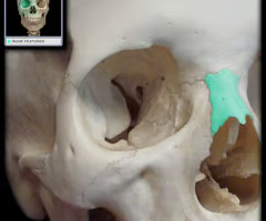 <p>nose</p>