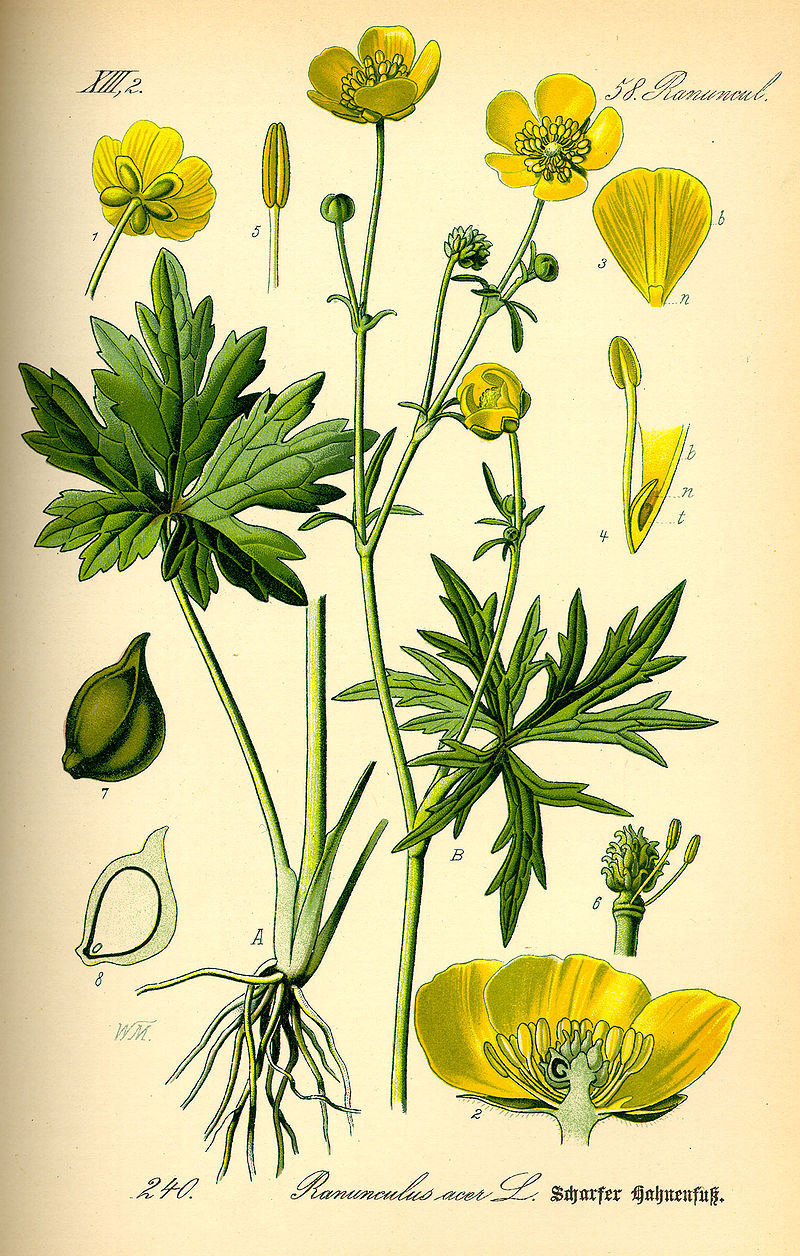 term image