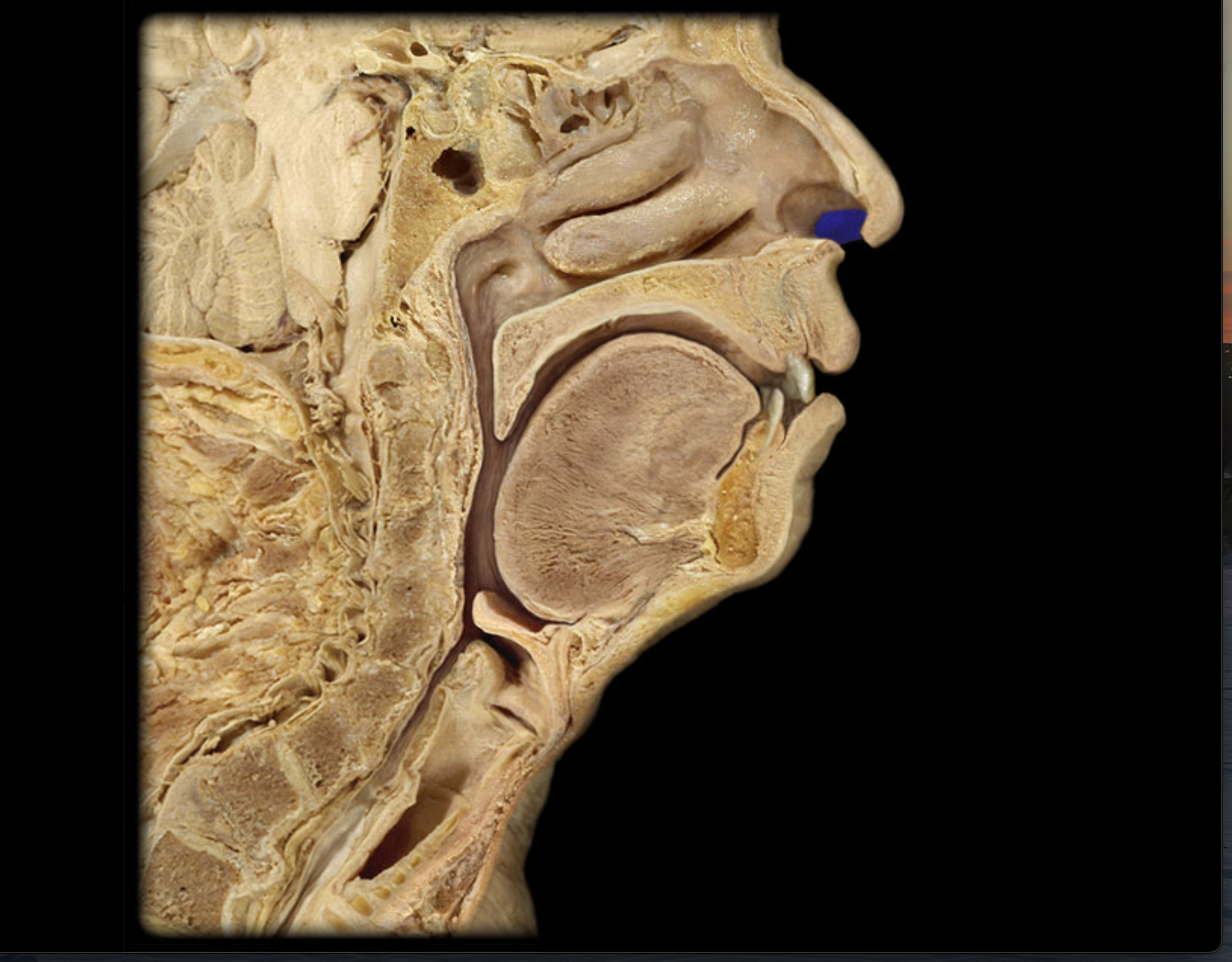 knowt flashcard image
