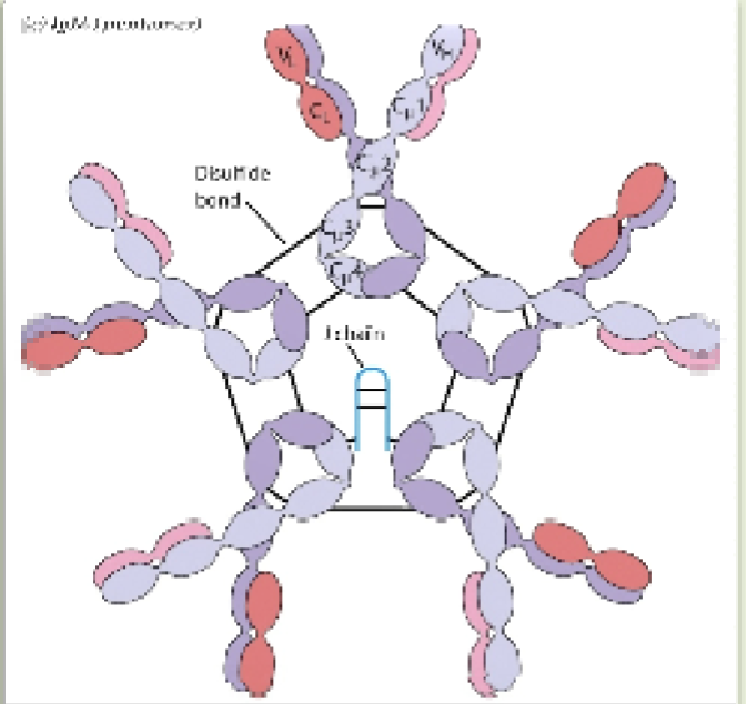 <p>Pentameric IgM</p>