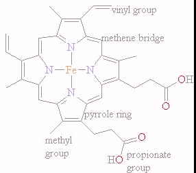 <p>Made of protoporphyrin (four pyrrole rings) plus a central Fe²⁺ ion. </p><p>Fe²⁺ is bonded to four pyrrole nitrogens and can form two additional coordination bonds.</p>