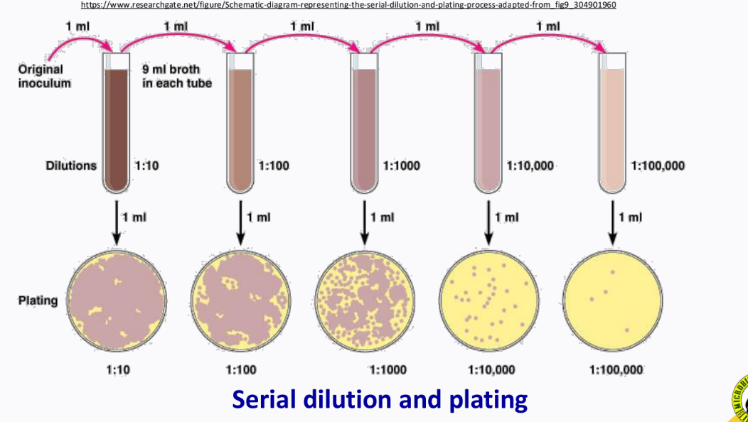 <p>serial dilution</p>