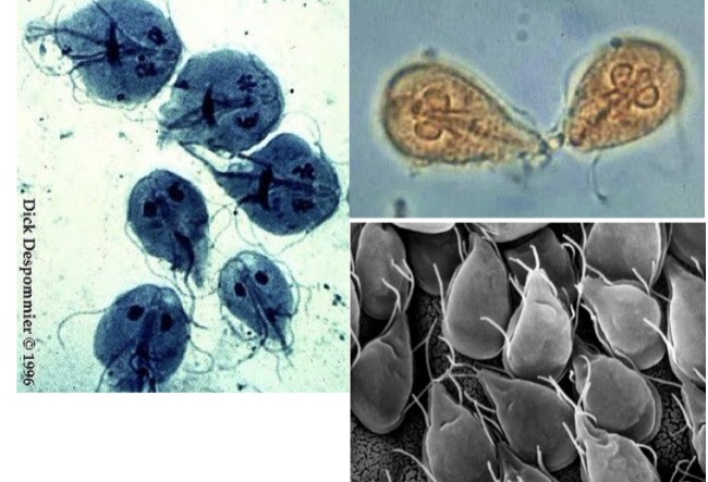 <p>Genus: Giardia</p>