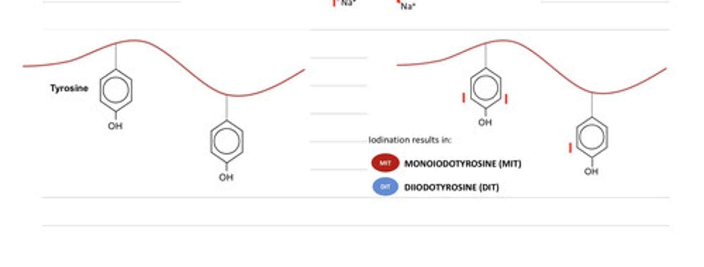 <p>what step of thyroid hormone synthesis is this?</p>