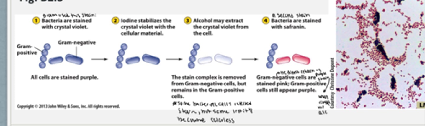 <p>- a stain method developed in 1884 by Hans christian gram can separate the microbes into two classes</p><p>1. bacteria are stained with crystal violet stain which turns all bacteria (+ and -) purple</p><p>2. iodine stabilizes the crystal violet with the cellular material</p><p>3. alcohol is added which will may extract the crystal violet from the cell = the stain complex is removed from gram negative cells, but remains in the gram positive cells.</p><p>4. bacteria are stained with safranin. gram negative cells are stained pink and gram positive cells still appear purple</p>