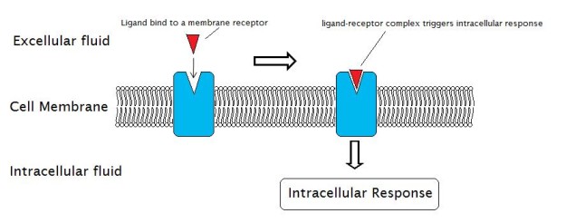 <p>-bind molecules called ligands (ex. insulin)</p>