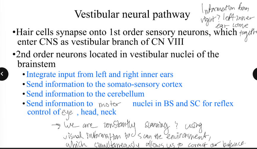 <p>vestibular branch of CN VIII (vestibulocochlear nerve) </p><p>•2nd order neurons located in vestibular nuclei of the brainstem</p><p>•Integrate input from left and right inner ears</p><p>•Send information to the somato-sensory cortex</p><p>•Send information to the cerebellum</p><p>•Send information to motor nuclei in BS and SC for reflex control of eye, head, neck</p>