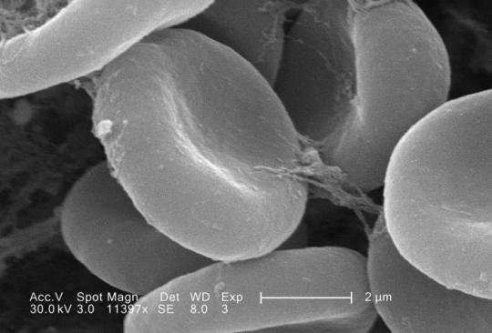 <p>what type of microscopy is this?</p>